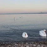 Oeko Lachmoewe * Kiel